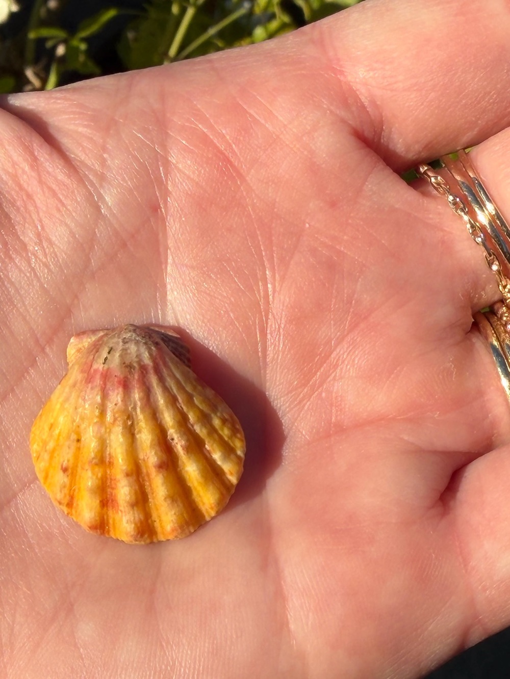 Sunrise shell - Picture 3 of 5